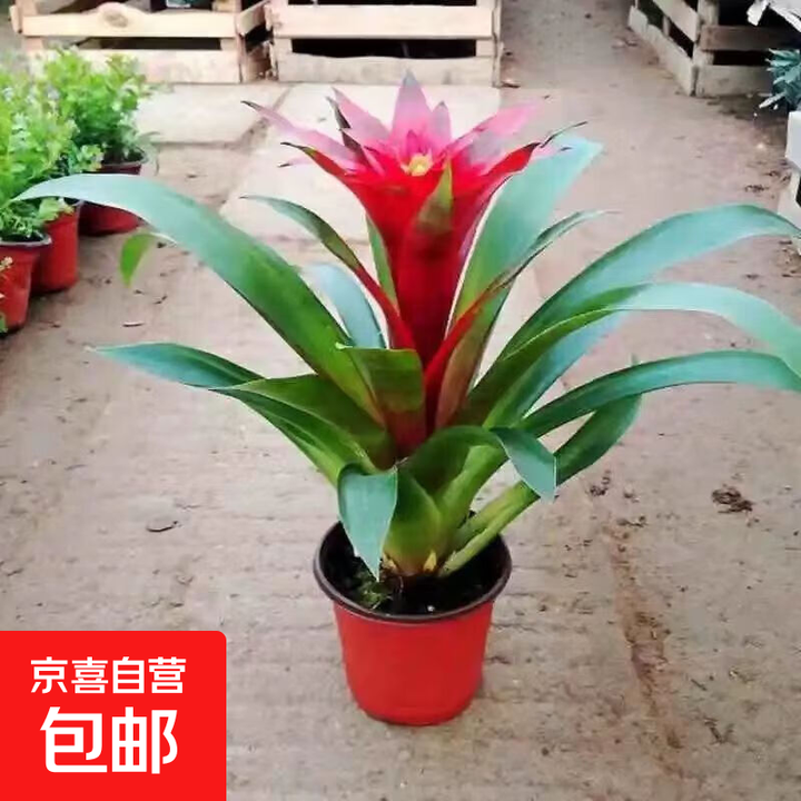鸿运当头盆栽带花室内客厅办公室大植物红星凤梨开业送礼花卉绿植 鸿运当头50-60厘米1棵 含盆【图片 价格 品牌 报价】-京东