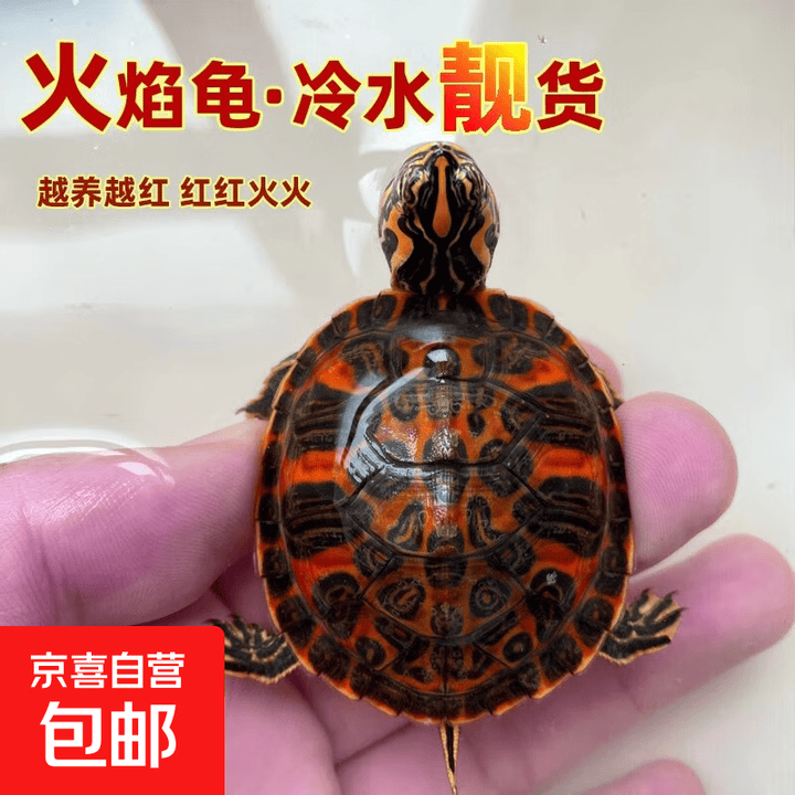 火焰龟深水龟鱼缸混养小乌龟活物稀有活体小宠物吃粪龟清洁龟冷水 【超级巨无霸】2-2.9斤火焰龟1只【图片 价格 品牌 报价】-京东