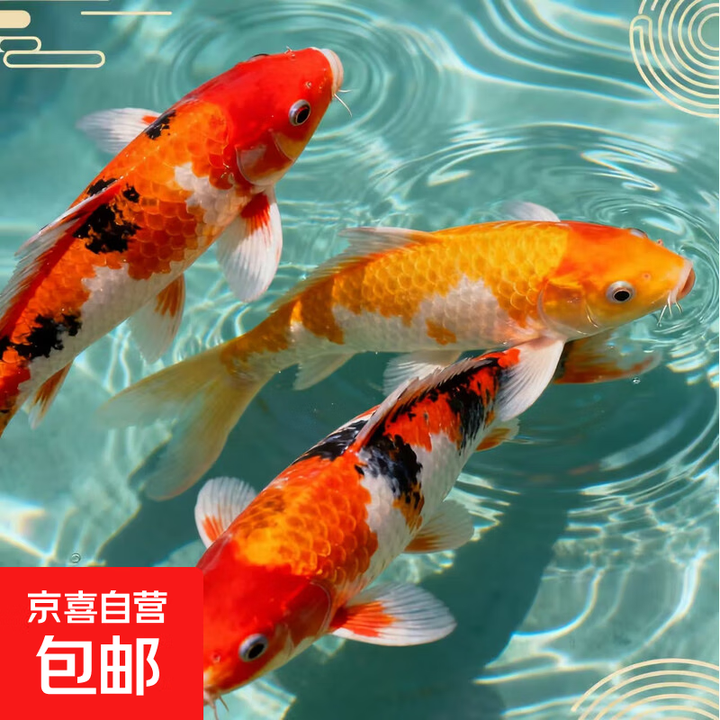 锦鲤鱼活体观赏鱼活鱼小型易养冷水淡水鱼小鱼苗锦鲤金鱼好看锦鲤 10-12cm 黄金1+白金1+黑金1【图片 价格 品牌 报价】-京东