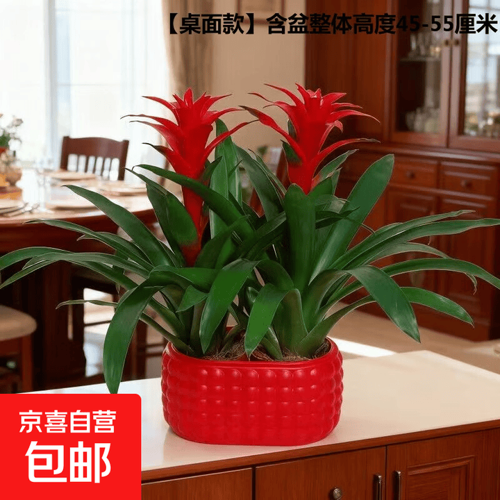 【年宵花】鸿运当头大型盆栽绿植好养凤梨客厅装饰春节送礼过年货 【桌面款】特级鸿运当头2颗+红色泡泡树脂盆 下单送肥料【图片 价格 品牌 报价】-京东