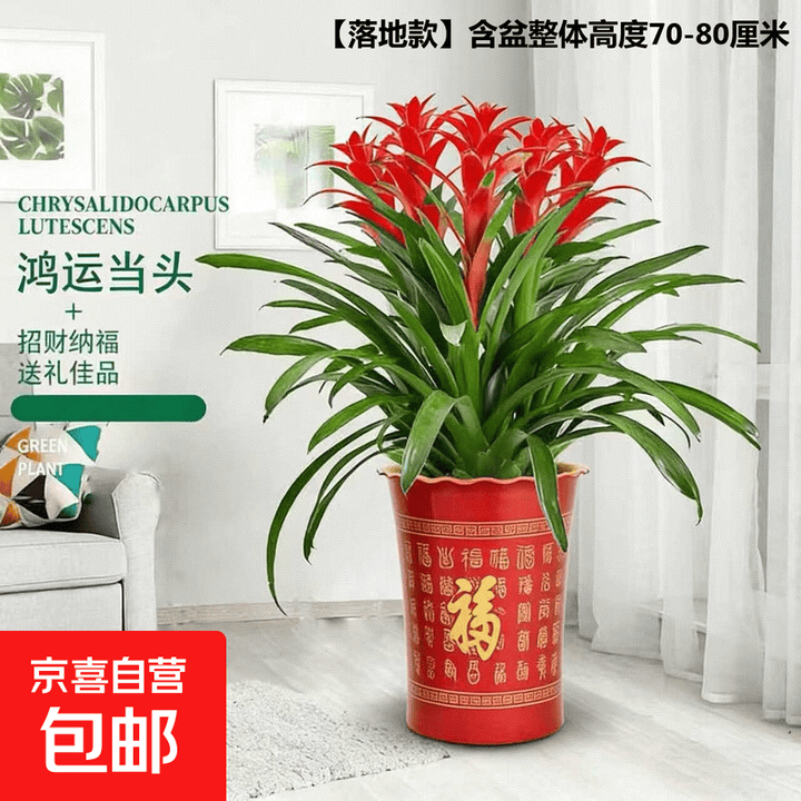 【年宵花】鸿运当头大型盆栽绿植好养凤梨客厅装饰春节送礼过年货 【落地款】特级鸿运当头5颗+红色百福树脂盆 下单送肥料【图片 价格 品牌 报价】-京东