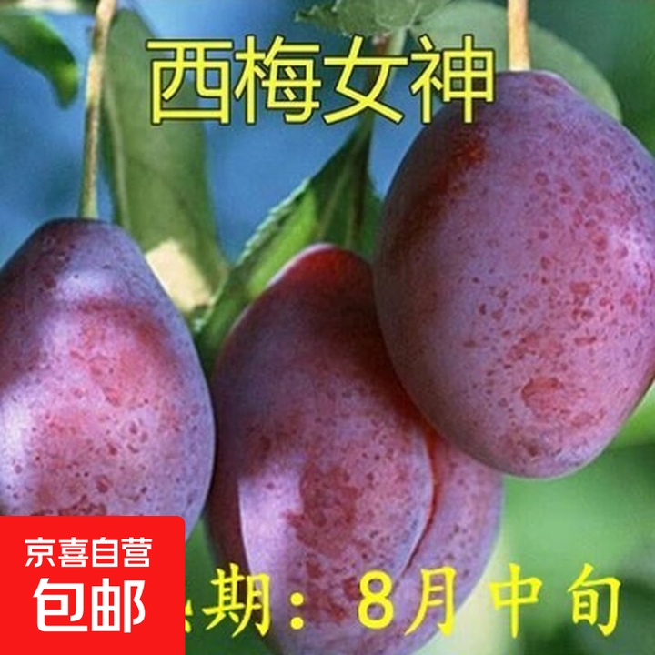 西梅苗李子苗离核西梅树苗盆栽地栽李子树苗南北方种当年结果 西梅女神【5年苗1棵】 80cm(含)-89cm(含)【图片 价格 品牌 报价】-京东