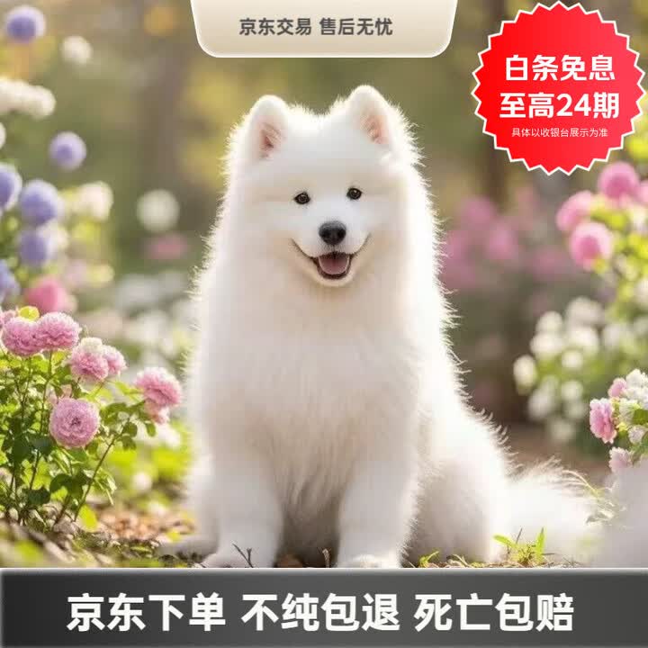 纯种萨摩耶幼犬活体微笑天使萨摩耶白色可爱型幼犬宠物狗活物 血统级 母【图片 价格 品牌 报价】-京东