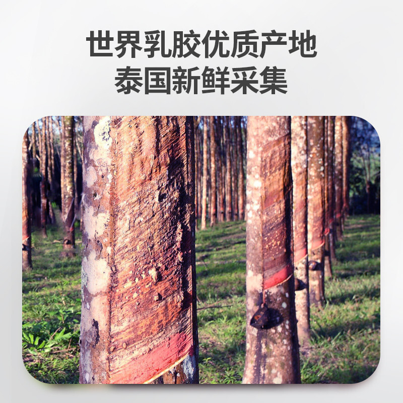 佳奥（JAGO） 泰国天然乳胶枕头90%天然乳胶波浪颗粒乳胶枕按摩枕头成人单枕X 天丝大颗粒按摩款-58x37x12-10CM