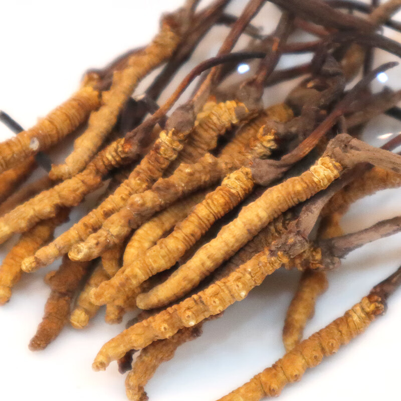 塞翁福 西藏冬虫夏草礼盒装 新干虫草精选礼盒装 虫体饱满 洁净度高 礼盒装50g