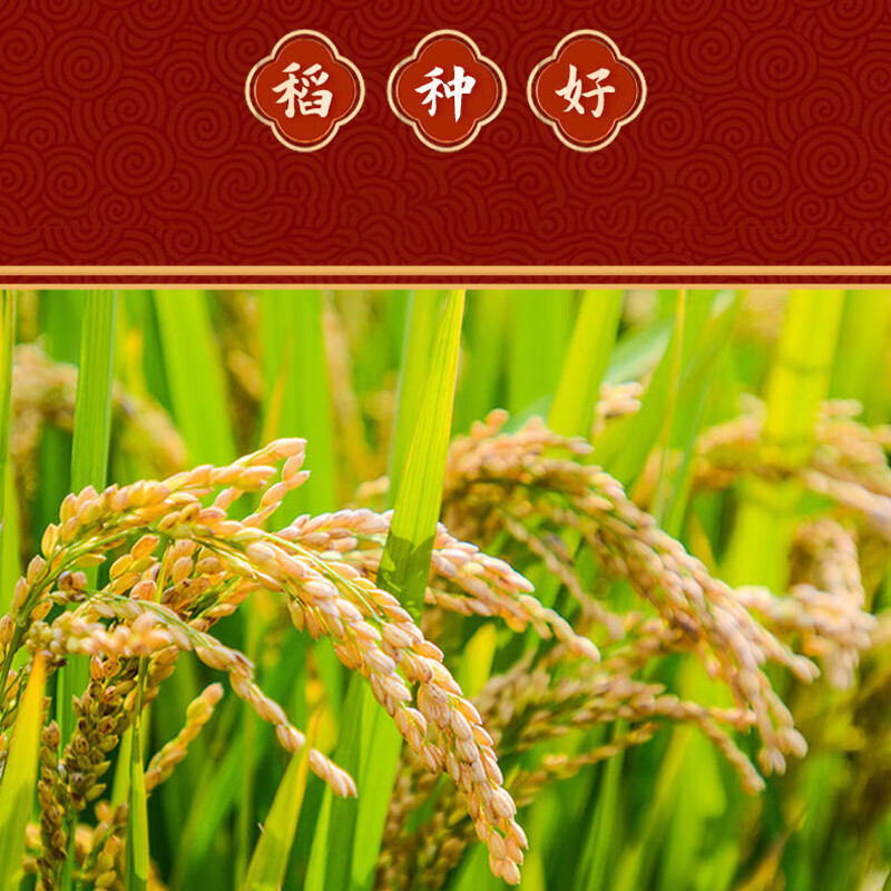 艾逸瑶选 五常福稻5KG