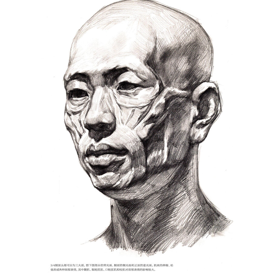 绘画 素描/速写 教学风暴:人物解剖专项训练