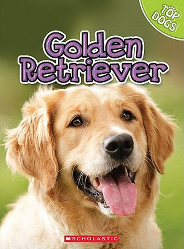【预订】golden retriever