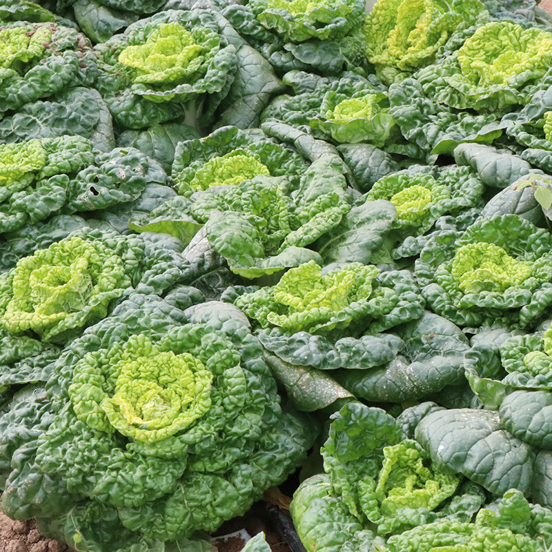 京鲜配送黄心乌塌菜塔菜菊花芯小白菜青菜当季蔬菜生鲜团购送礼2斤
