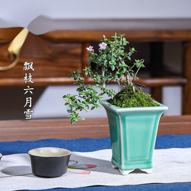 纳格兰红花六月雪提根树桩盆景老桩悬崖式飘枝微型景观开花盆栽花卉