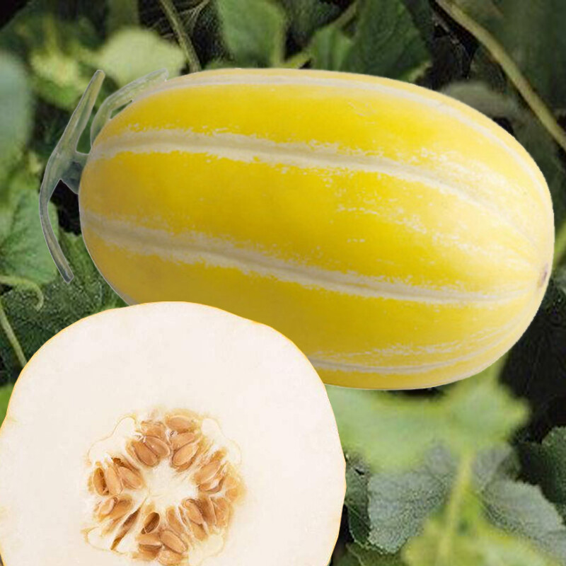 黄皮甜瓜黄甜瓜黄金蜜脆甜早熟高产黄皮薄皮香瓜 10斤【图片 价格