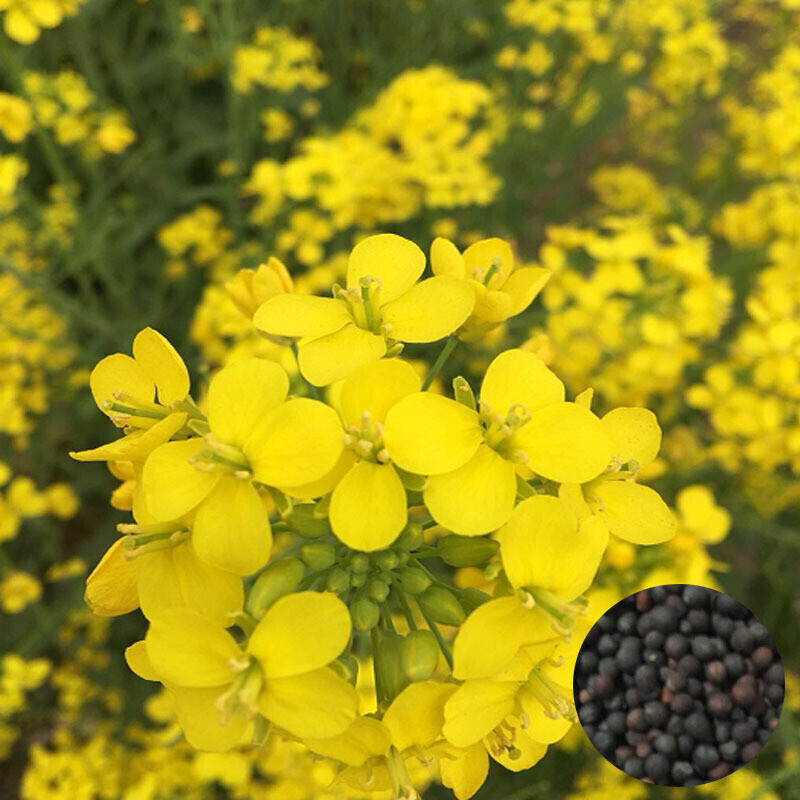 浩胜观赏油菜花种子快开耐寒油菜花籽榨油食用油菜籽 观赏油菜籽一斤