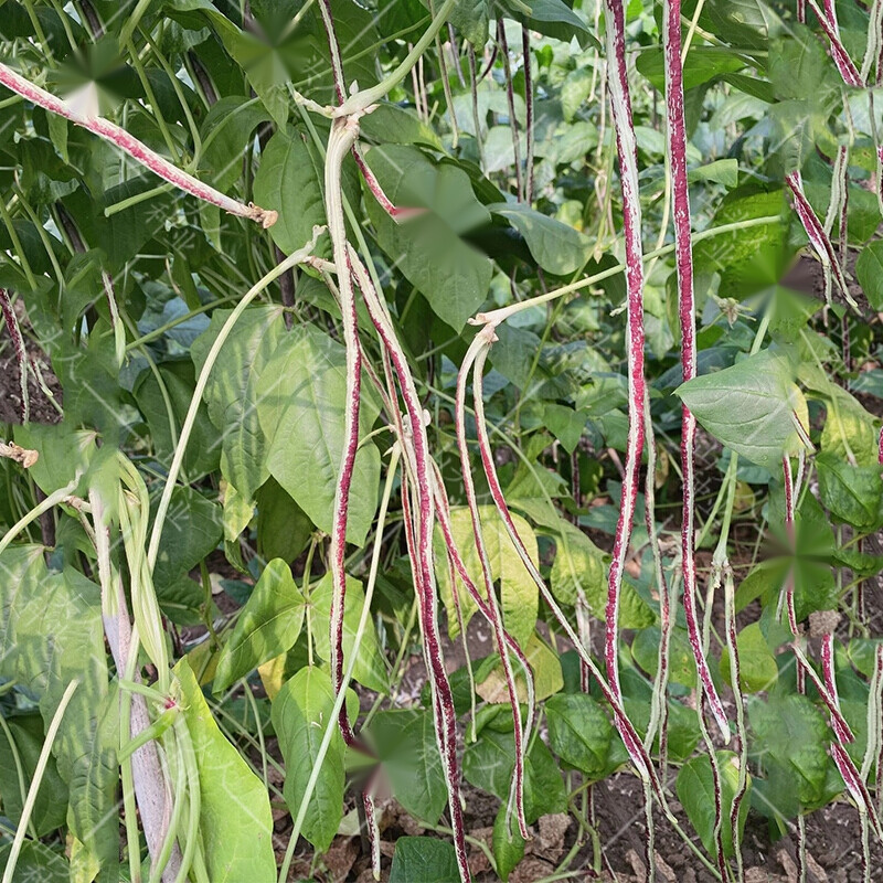 纳格兰龙纹花豹豇豆种子花豇豆长豆角种籽架豆春夏秋季农家田园蔬菜