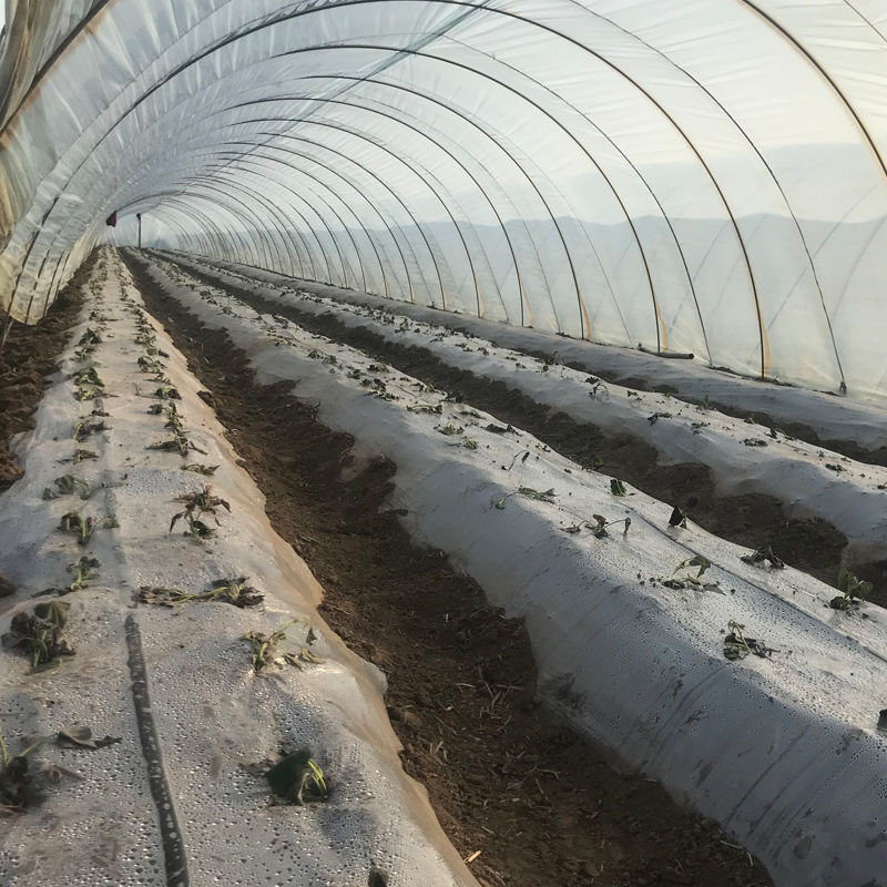 泰工西丝薄膜白色地膜农用塑料透明果园蔬菜大棚种植除