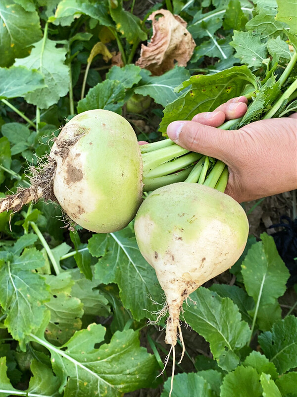 新鲜芥菜疙瘩东北咸菜疙瘩下饭菜芥菜丝酱菜辣菜大头菜咸菜 5斤【图片