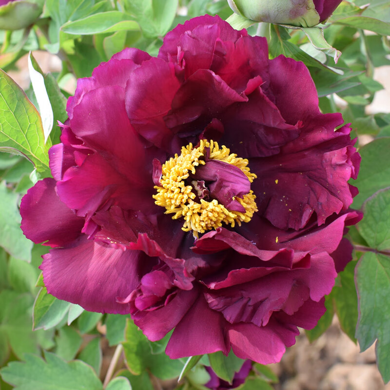 牡丹花苗观赏重瓣花卉鲜花阳台室内庭院盆栽种牡丹王大苗d7花二乔8年