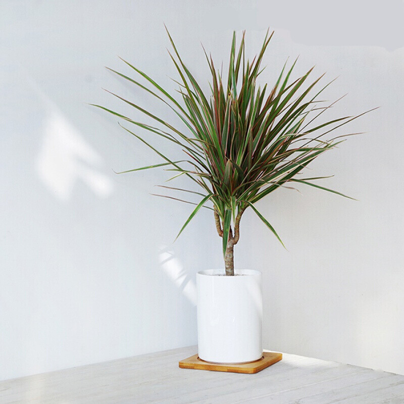 七彩铁五彩千年木三色龙血树红竹盆栽观叶花植物树苗大型室内绿植单棵