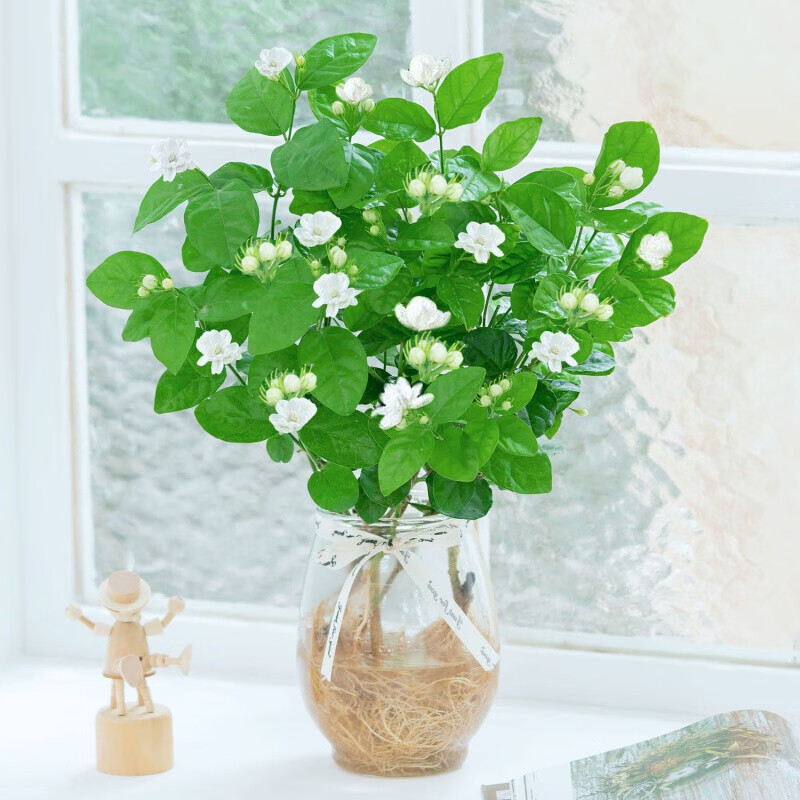森岳【水培茉莉花】室内绿植花卉盆栽水培养植物 水培茉利花(不含盆)