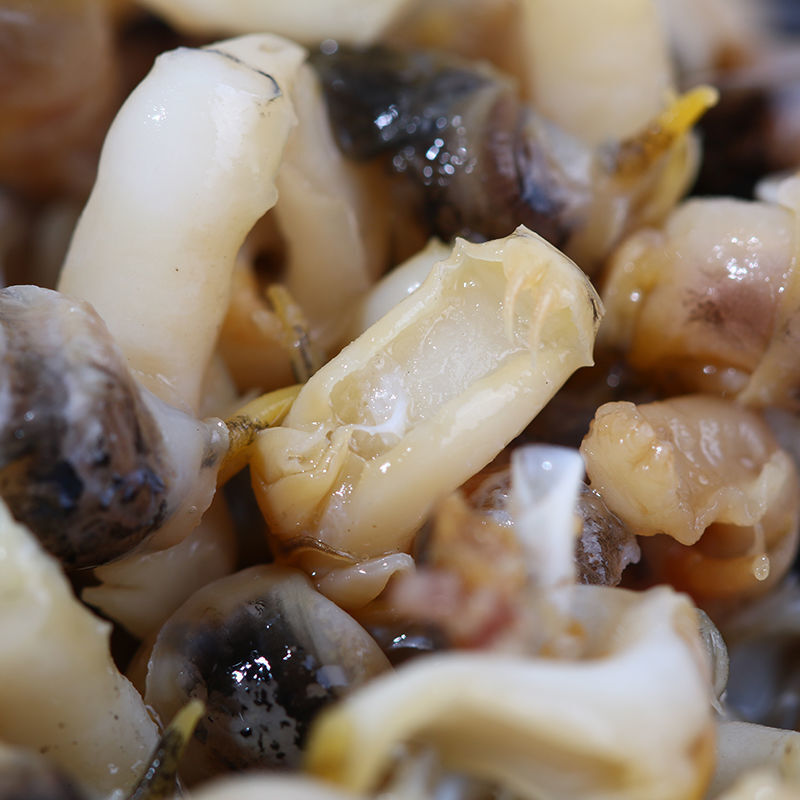 【精选】鲜活速冻海瓜子海螺丝新鲜钉螺大红枣螺冷冻海锥小海螺 小海