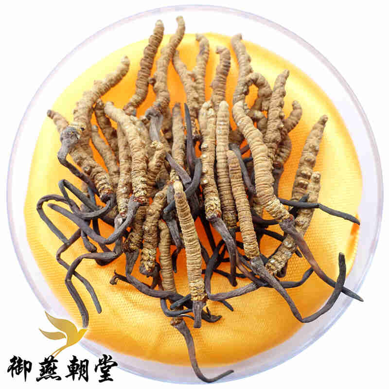 御燕朝堂 西藏那曲冬虫夏草 高海拔玉树虫草 干虫草 足干虫草 精选虫草 4条/克