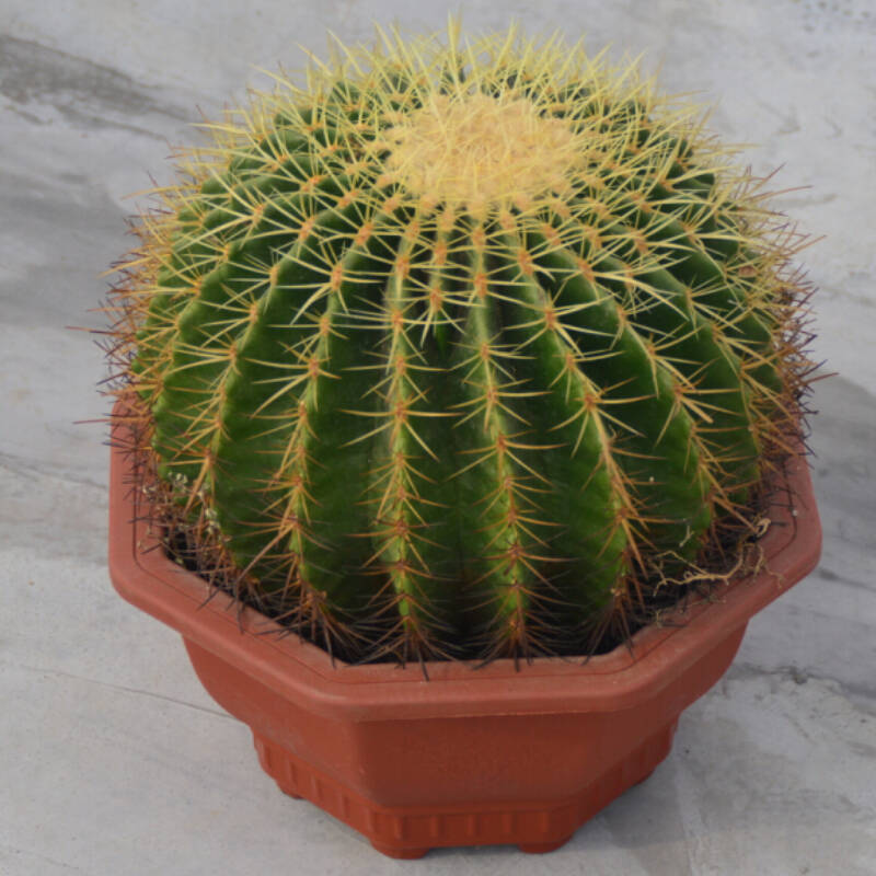 橡树庄园 大仙人球金琥狂刺盆栽绿植 庭院仙人掌特大仙人植物盆景防