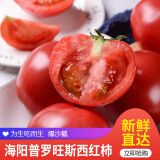 古寨山 山东普罗旺斯西红柿 新鲜沙瓤生吃番茄  新鲜蔬菜 4.5斤普通装