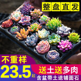 花田趣多肉植物肉肉植物组合小花卉盆栽生石花室内多肉套餐多肉植物玉露 店长精选 13颗多肉整盘直发 推荐 图片价格品牌报价 京东