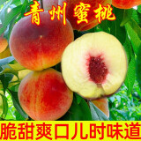 农大姐妹 青州蜜桃 冬桃5斤 山东特产小毛桃 丑桃 硬桃 脆桃 地方老品种