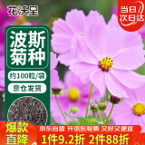 花沃里 波斯菊种子 花卉种子家庭盆栽阳台/办公室/庭院花坛盆栽约100粒