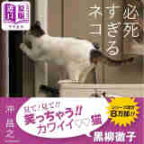 拼命的猫咪 日本猫咪摄影师Masayuki Oki冲昌之猫咪摄影集 日文艺术原版 必死すぎるネコ