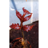 基地直销蕨类植物老桩熟桩异形蕨多头连体蕨船型蕨大头小头蕨盆栽 红蕨小头 带盆栽好