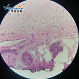 维克科教维克科教显微镜配件 口腔学 硬腭装片 高等教育使用教学切片标本（可单买） 硬腭装片5片装
