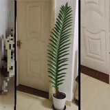 王冠蕨微瑕盆栽老桩崖姜蕨室内大型绿植耐阴好养王冠蕨 160-170厘米 不含盆