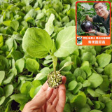 寿禾 南方蔬菜种苗各种春季菜苗苗子 圆茄苗 5棵