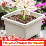 爱丽思（IRIS）圆形球跟植物环保树脂花卉盆栽植物园艺阳台塑料花盆 方形球根盆7.6L 直径27暖米色
