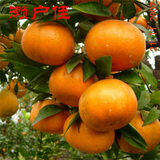 【拓新园林 盆栽地栽果树苗 四季草莓苗 牛奶草