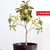 【风立克 金桔果树苗带果金桔树橘子树苗羊奶