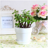 【庭院果树 盆栽地栽果树 杏树苗 杏子树苗 开胃