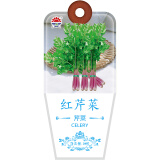 北京东升种业（DS）蔬菜种子红芹菜种子 四季蔬菜 家庭阳台 庭院种植50粒/袋