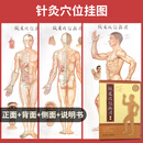 正版现货 鍼灸穴位掛圖 第五版 人民卫生出版社