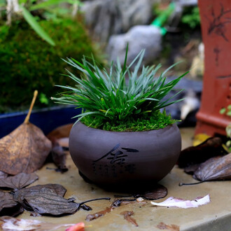 菖蒲盆栽品牌排行榜- 十大品牌- 京东
