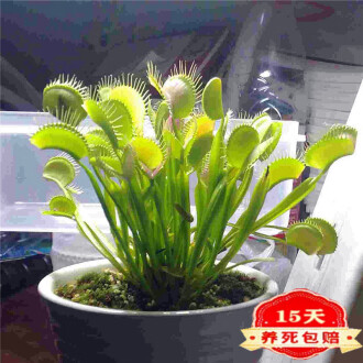 食蟲植物品牌排行榜- 十大品牌- 京东