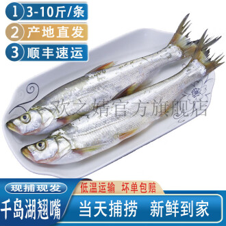 本物】琵琶湖大鯰乾燥標本 レジン封入 【珍魚】-