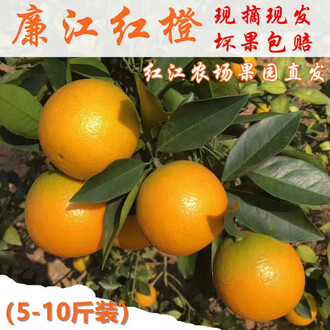 红江橙：品质与价格的完美对话