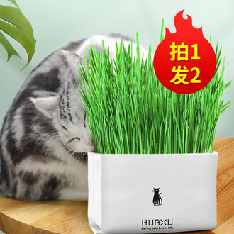猫草种子排行榜 京东