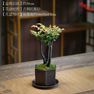 紫檀盆栽排行榜- 京东