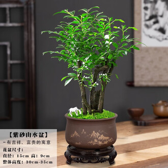 紫檀盆栽排行榜- 京东