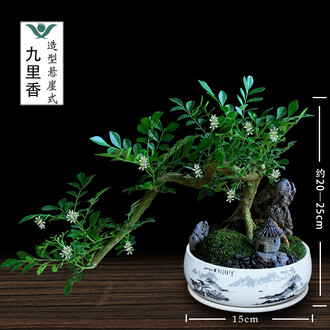 悬崖盆景排行榜- 京东