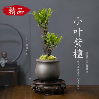 藍釉開片八方鉢 盆栽 多肉菖蒲盆栽 植木鉢 景德镇 装饰品 工艺品 置物 景德镇80年代青花虾趣图陶瓷花盆多肉菖蒲文竹盆仿古怀旧艺术花盆