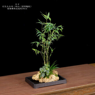 菖蒲盆栽品牌排行榜- 十大品牌- 京东